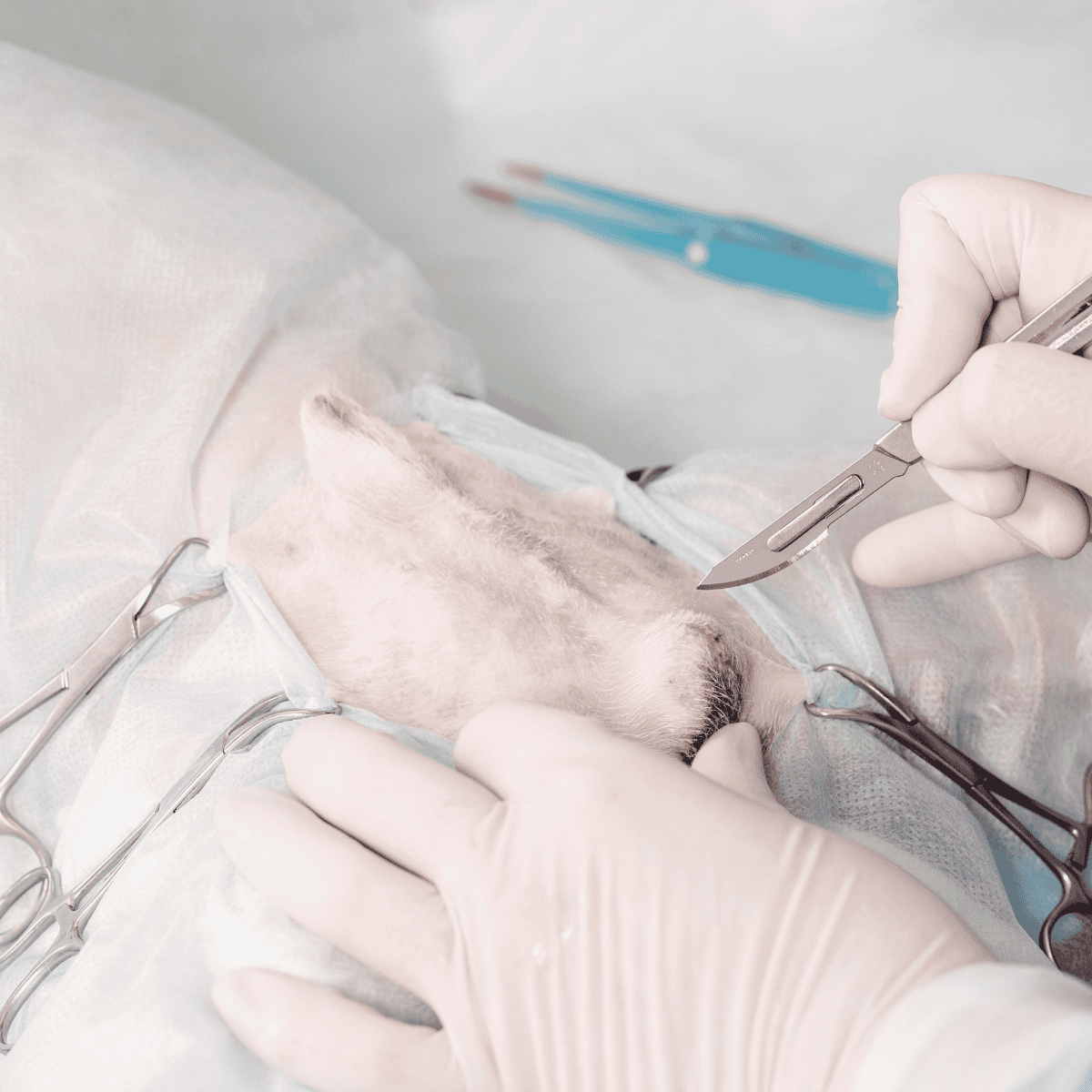 Dog undergoing veterinary surgery with veterinary tools and protective gloves.