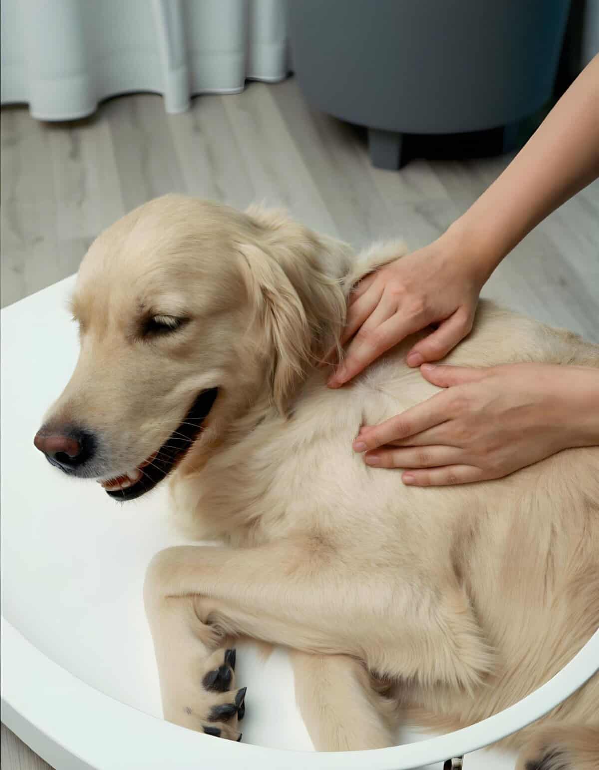 Golden retriever receiving a professional massage or grooming treatment.
