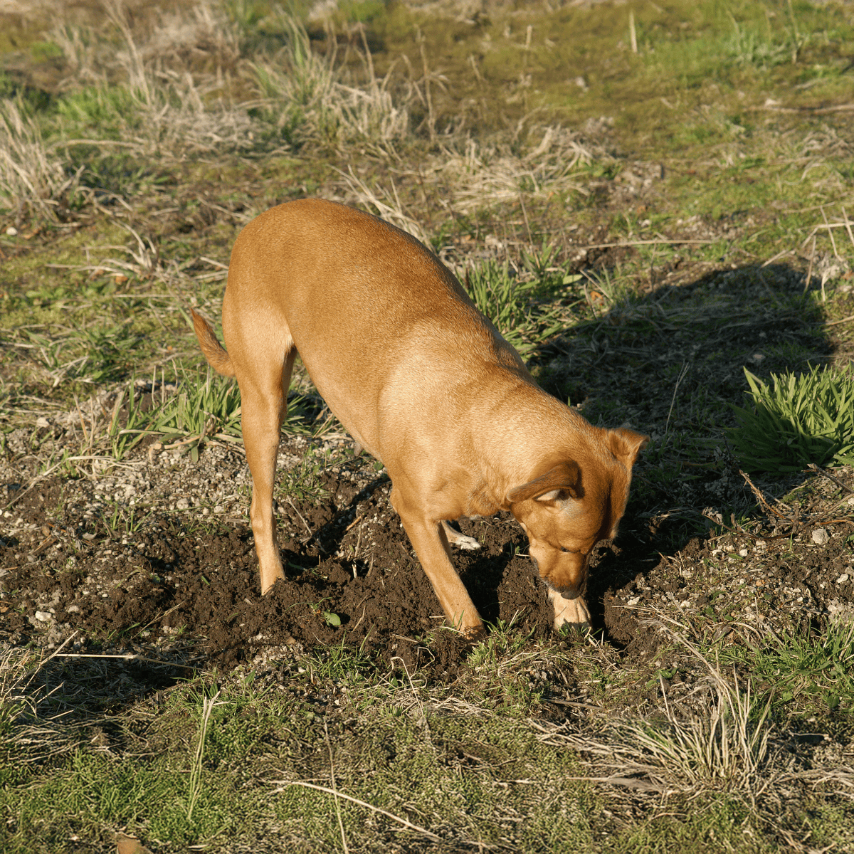 Dog digging in dirt outdoors, exploring nature, and playing in a natural setting.