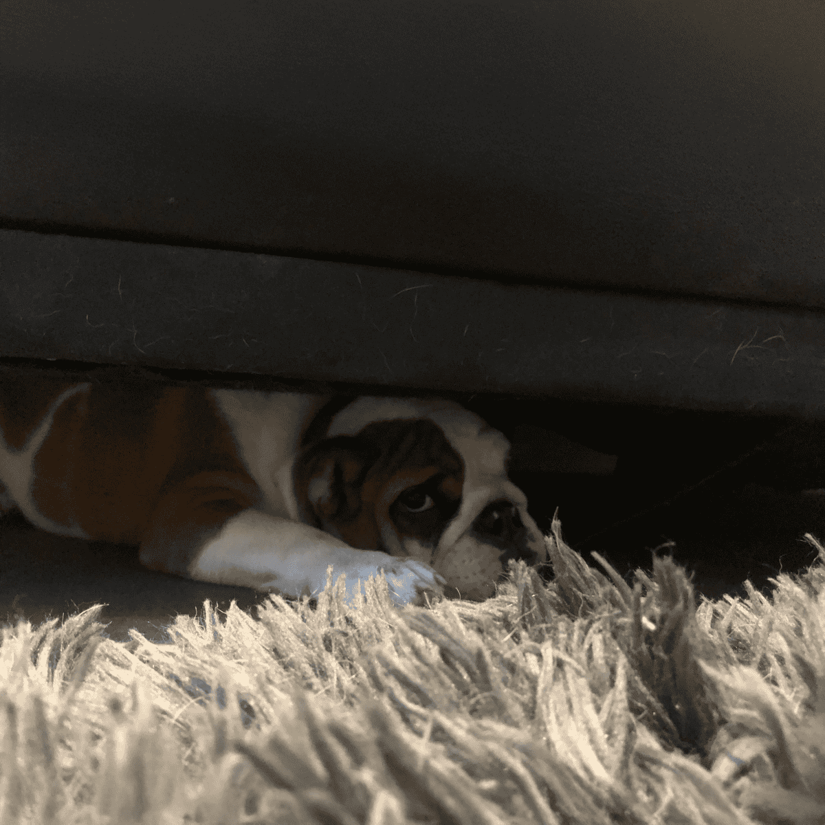 Adorable bulldog puppy peeking out from under furniture on fluffy rug.