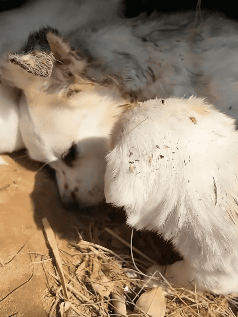 Adorable puppy and kitten snuggling together outdoors in natural light.