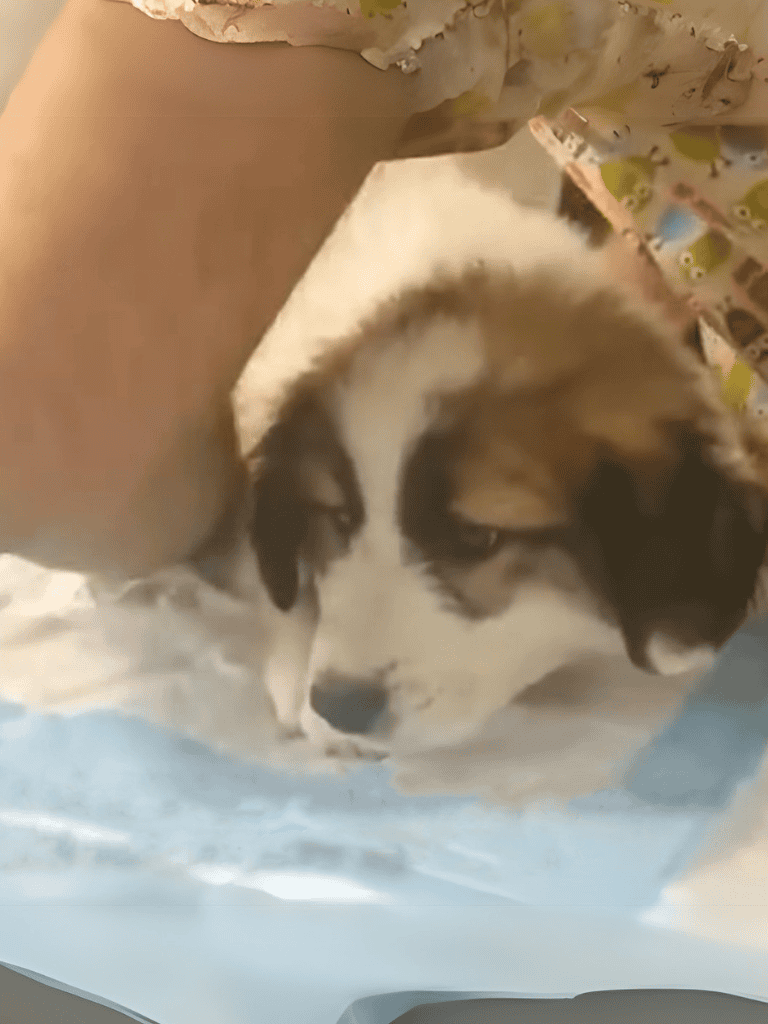 Adorable puppy exploring under wrapping paper, showcasing curiosity and cuteness, ideal for pet lovers and dog enthusiasts.