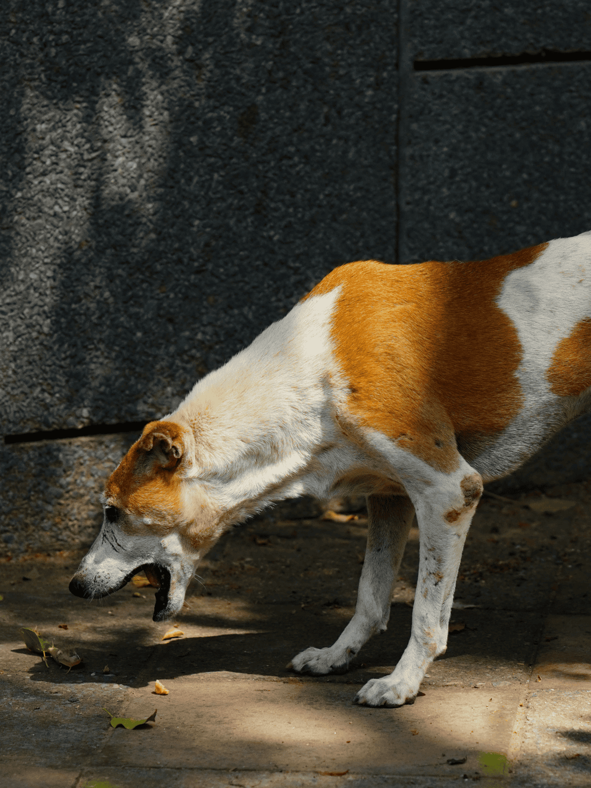 Cute dog exploring outdoors, sniffing the ground in natural sunlight.