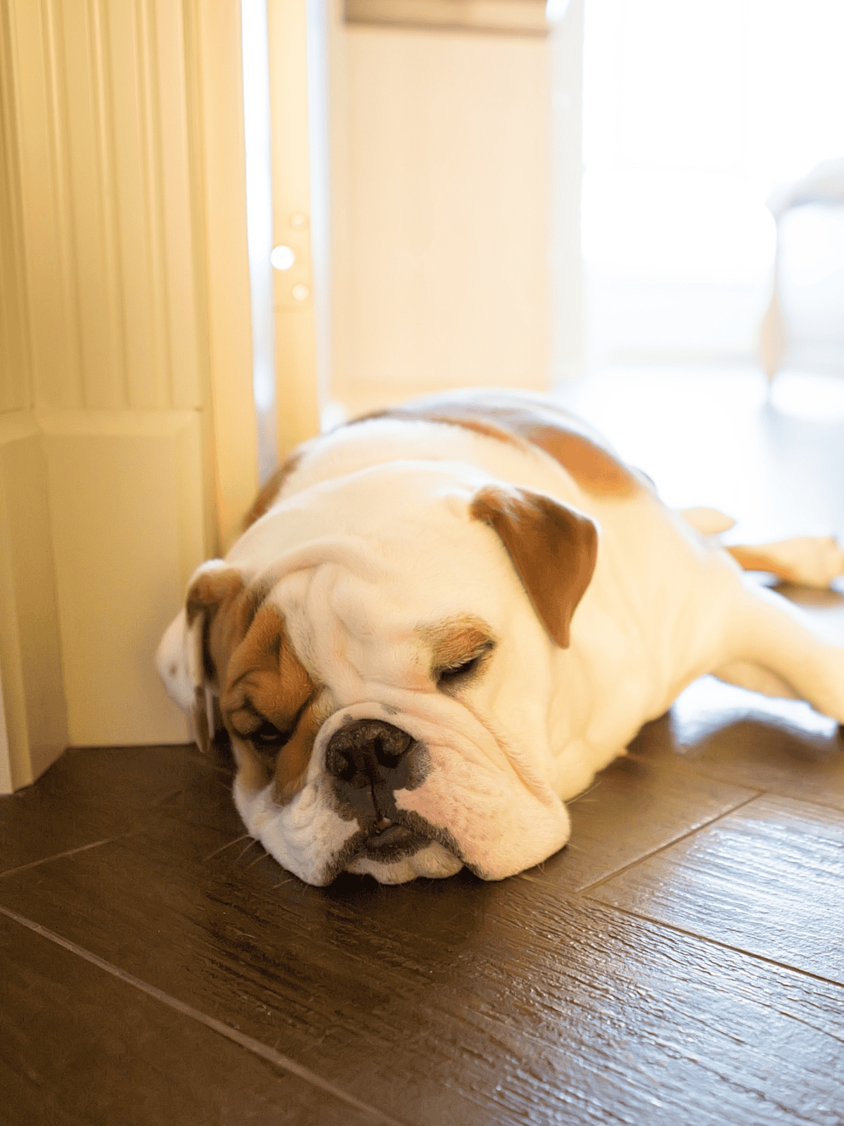 Cute bulldog resting indoors, sleeping on hardwood flooring, calm and relaxed.