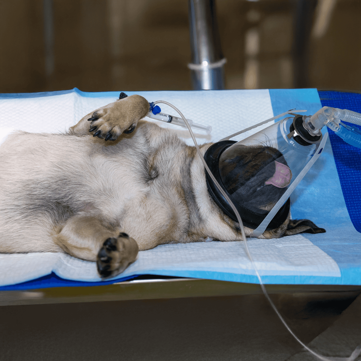 Dog lying on a veterinary examination table with oxygen mask and medical equipment.