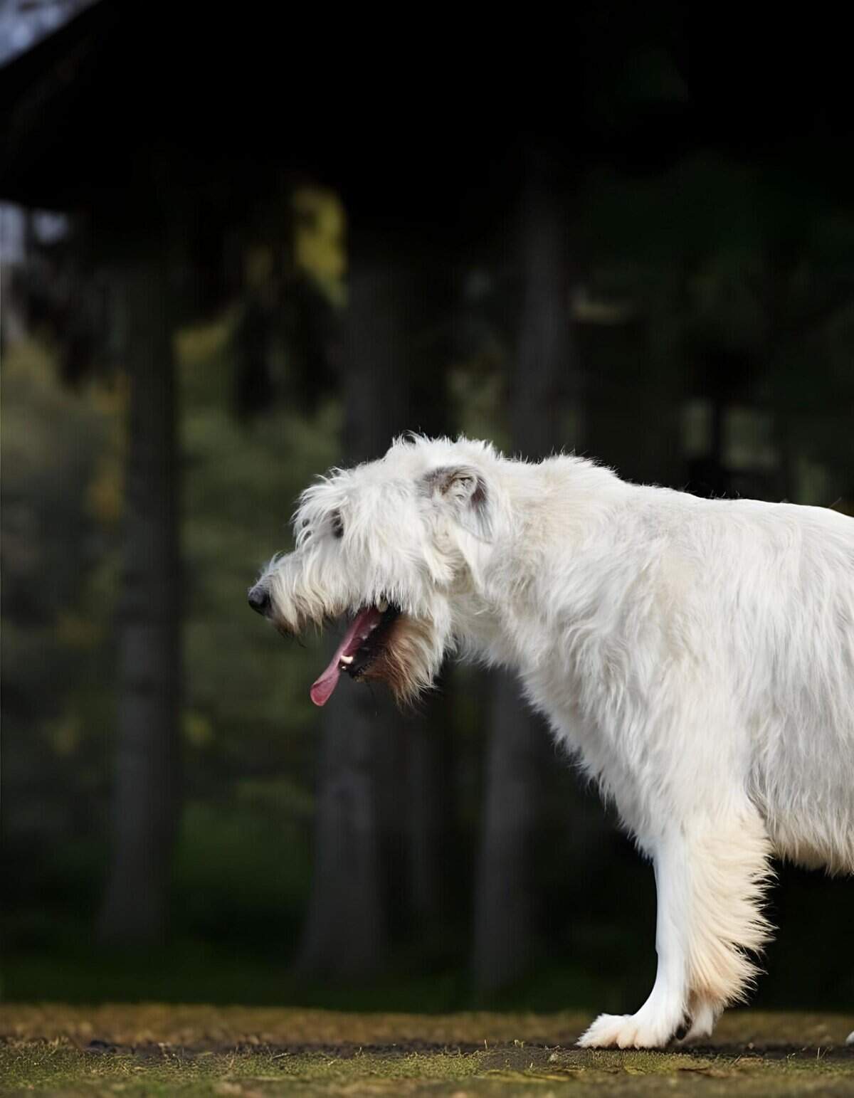 Dog with long, white fur and tongue out, standing outdoors in a forest setting.