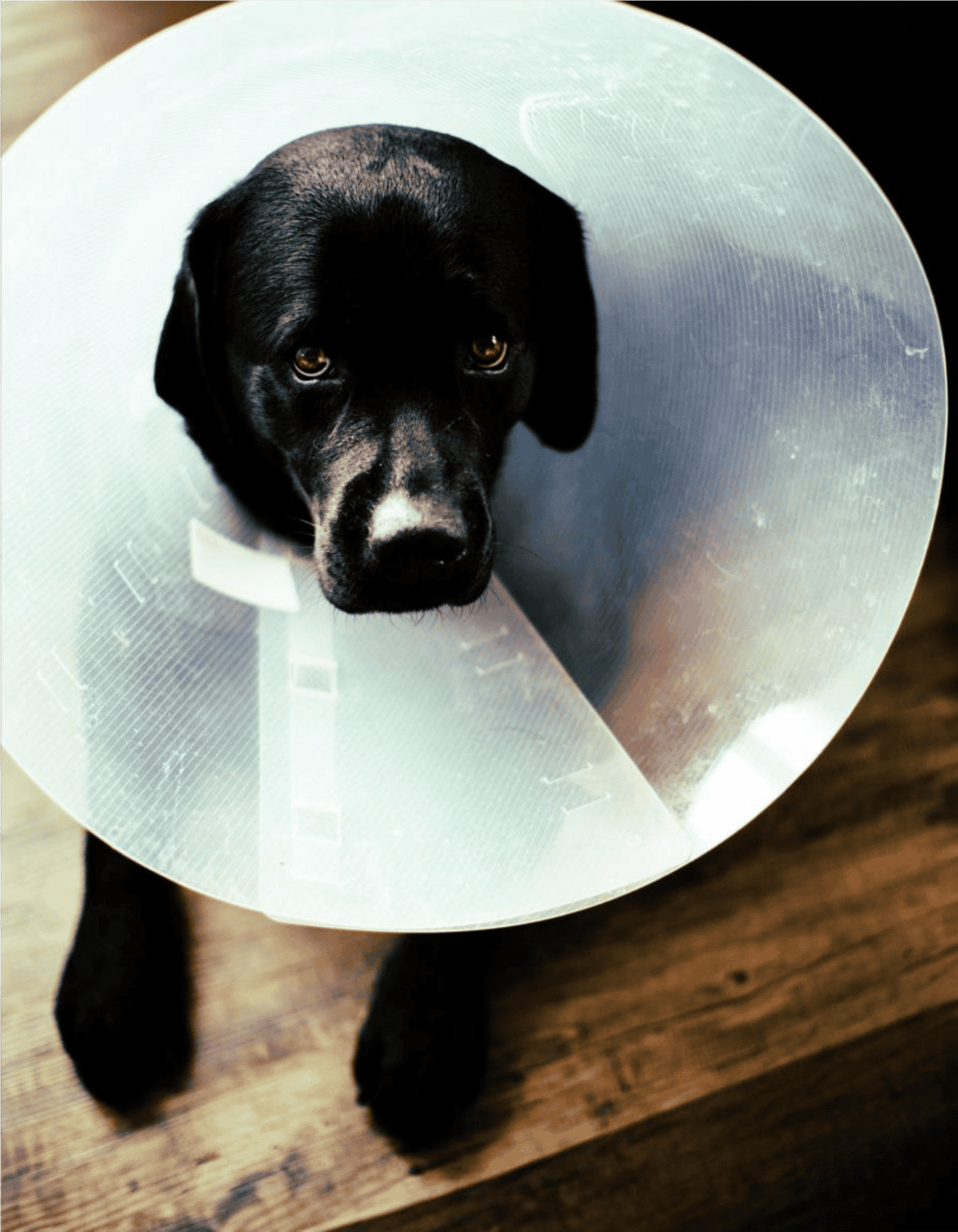 E Collar for Dogs with Cone of Shame.