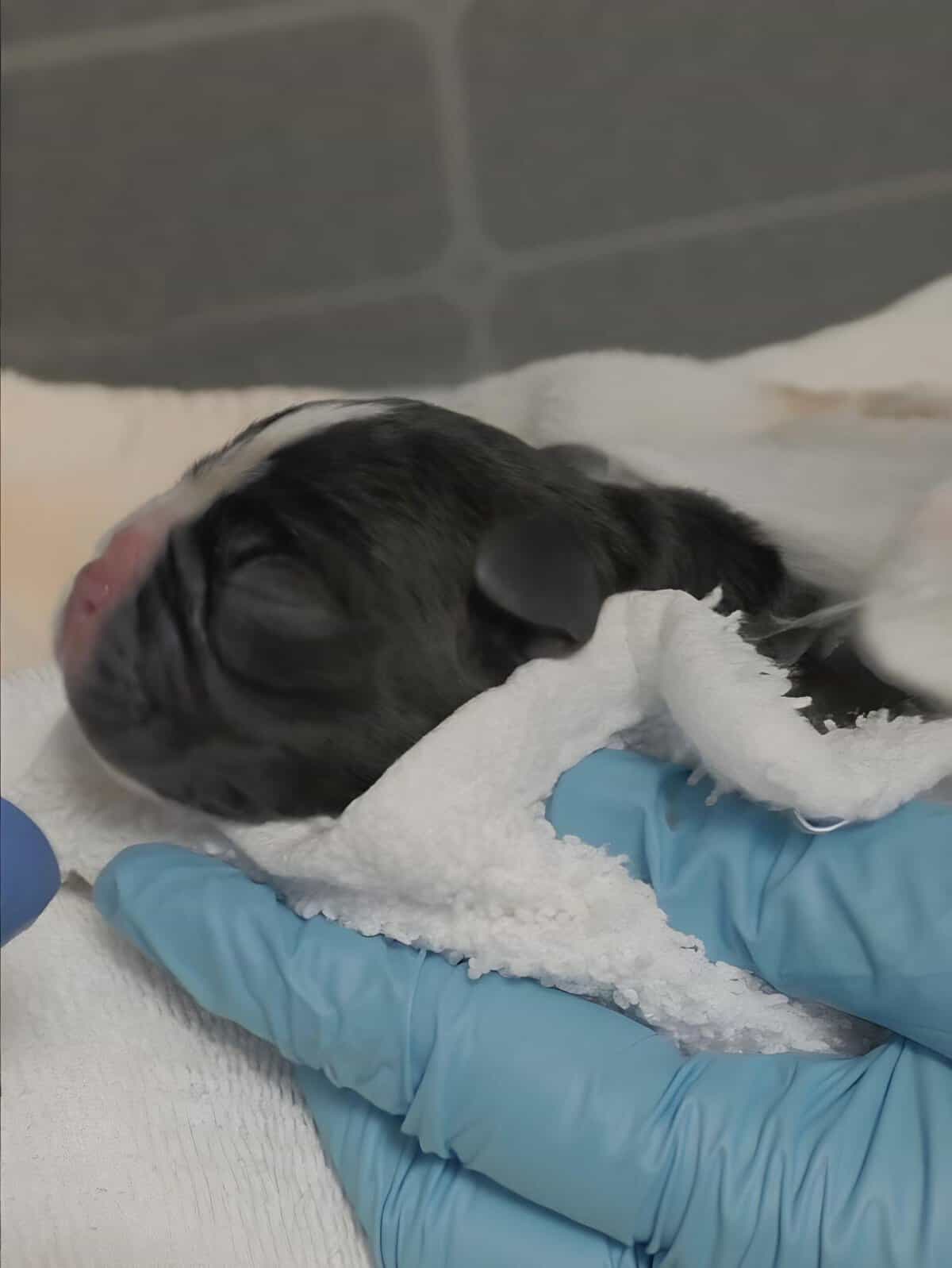 Close-up of a tiny, newborn puppy with closed eyes wrapped in a towel by a gloved hand.