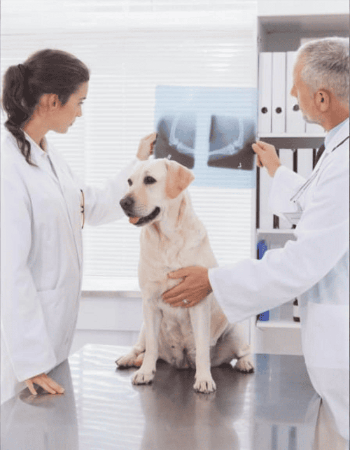 Veterinary professionals analyzing dog X-ray for health assessment.