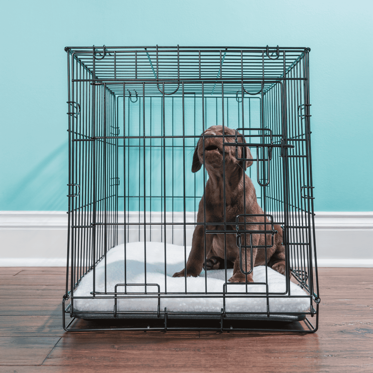 Dog crate ideal for small breeds, offering safety and comfort. Easy to assemble with secure latches for travel or training.
