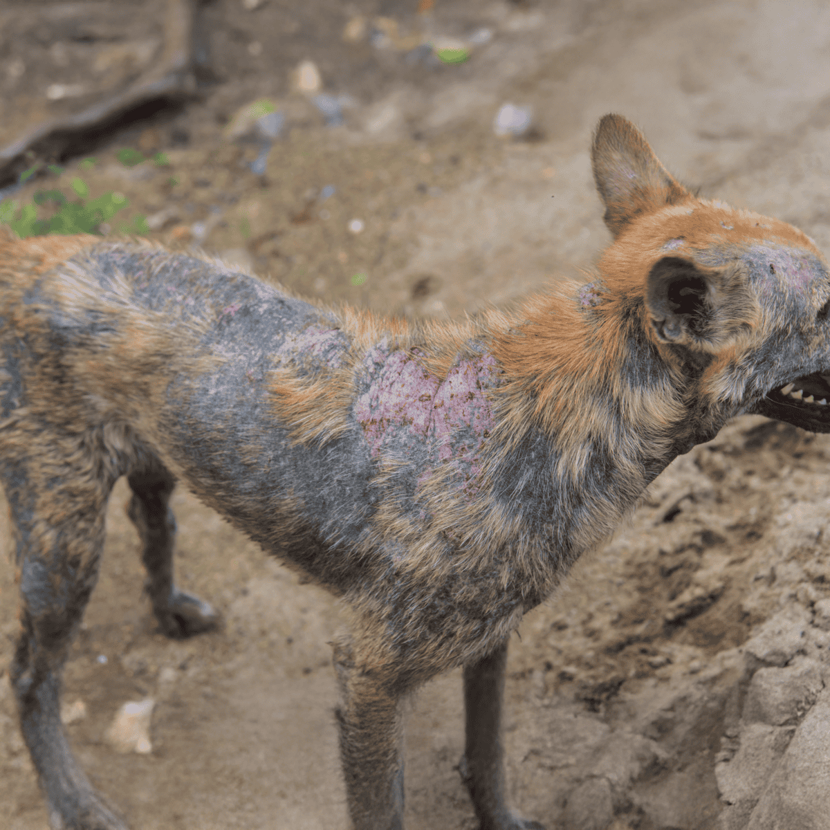 Close-up of injured dog's back showing extensive burns and skin damage.