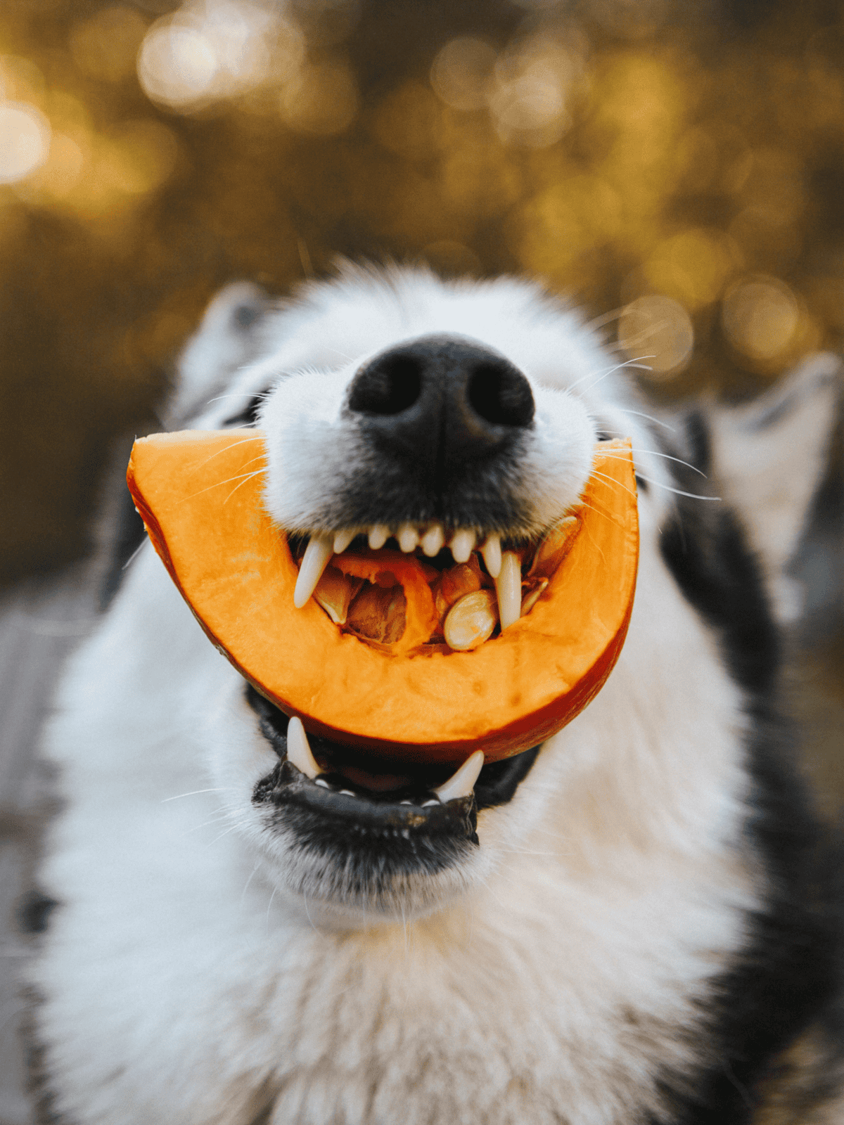 Happy dog holding pumpkin in mouth, outdoors, autumn setting, playful pet for pet care.