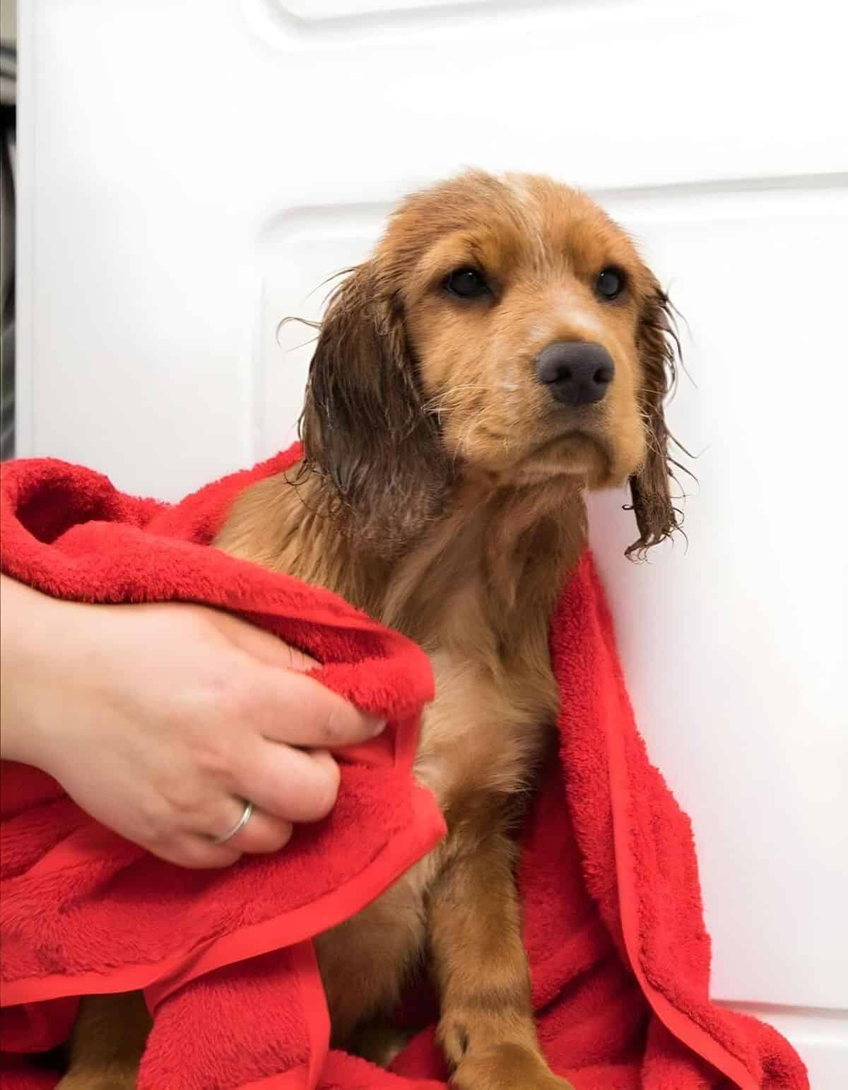 Close-up of a wet golden retriever puppy wrapped in a red towel after a bath.