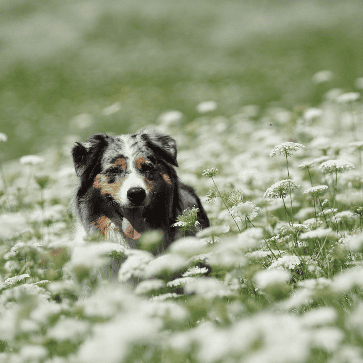 Australian Shepherd dog enjoying a blooming meadow.