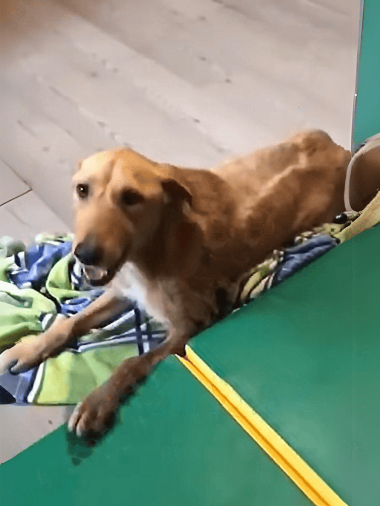 Friendly dog relaxing at shelter.