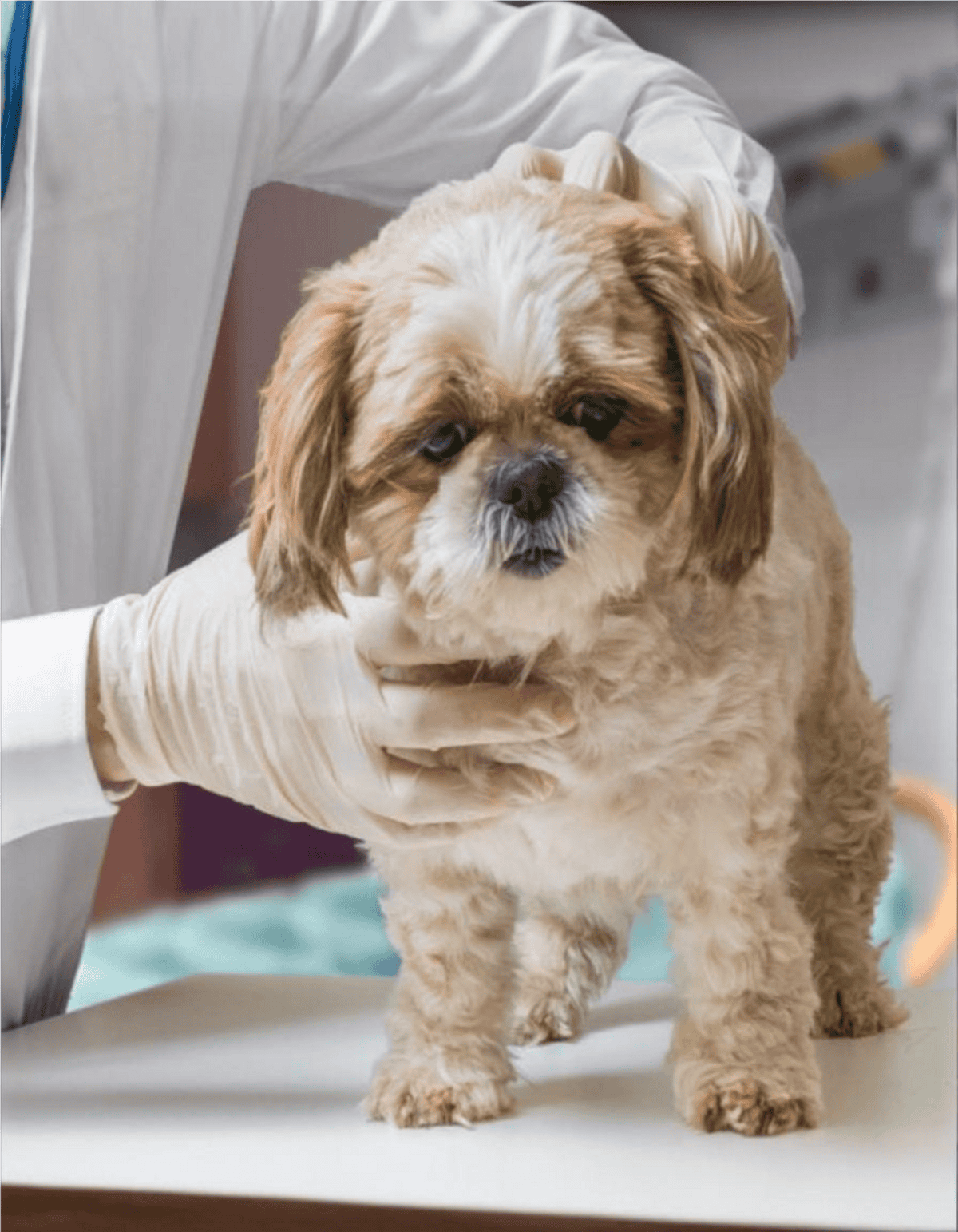 Dog being examined by veterinarian.