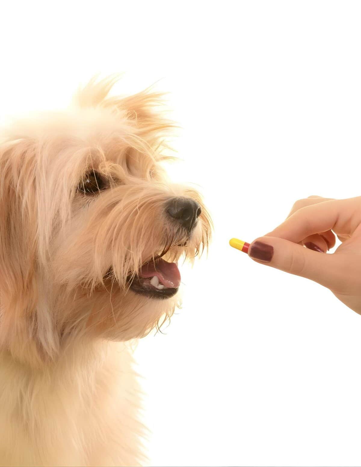 Alt text: A person holds a yellow and red capsule pill near a happy, fluffy dog with an open mouth, white background.