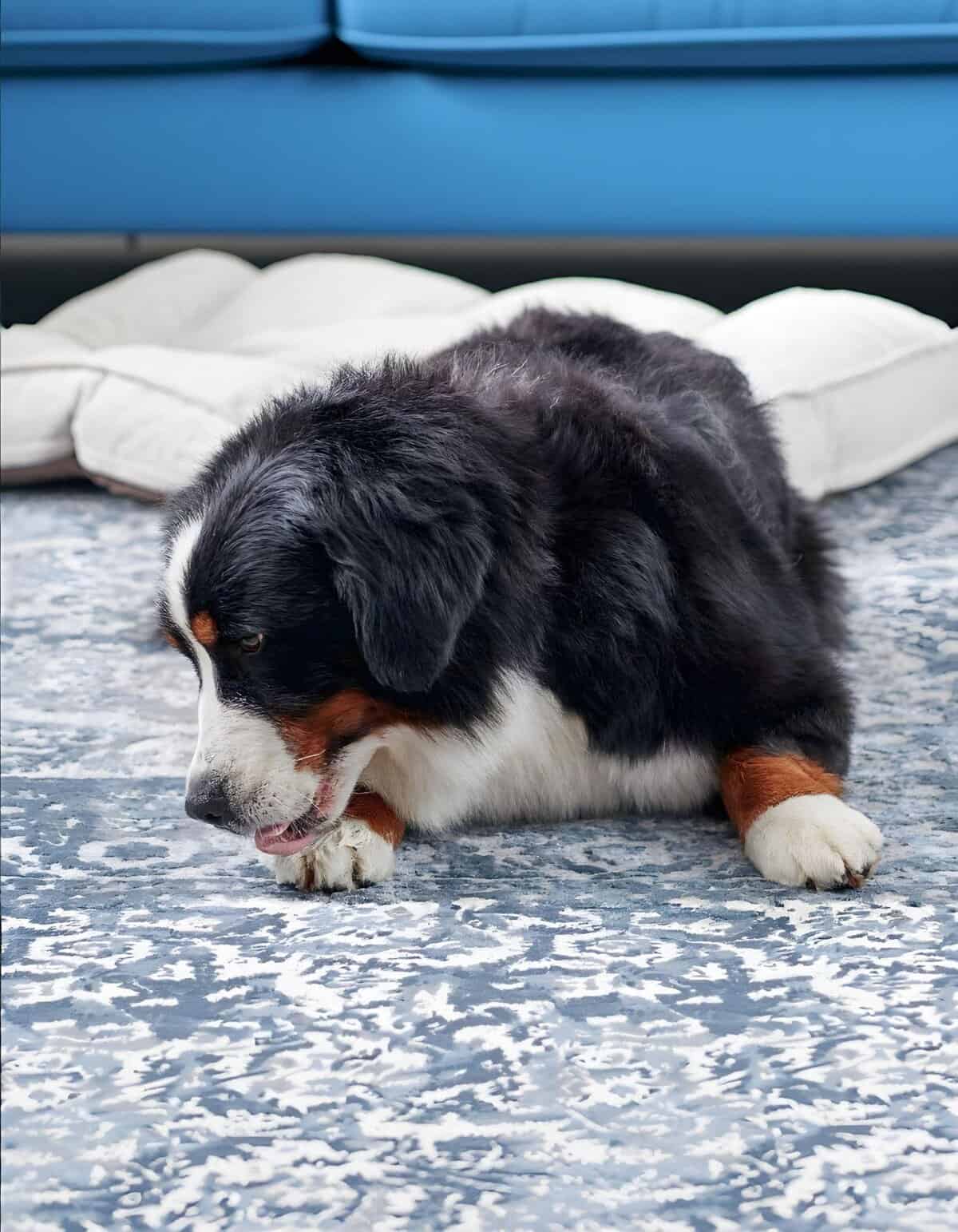 Adorable Bernese Mountain Dog puppy resting on a soft blanket inside the home.
