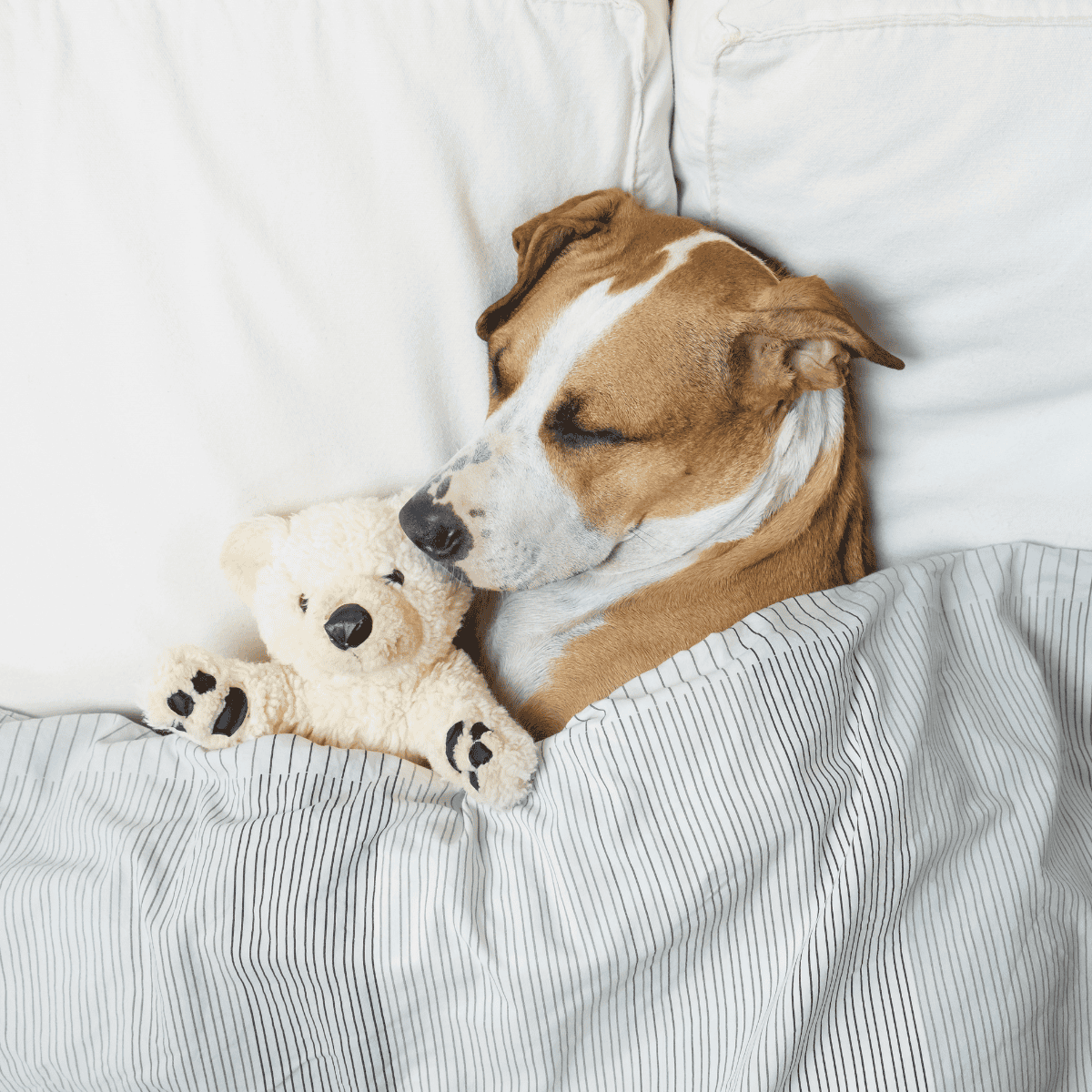 Dog sleeping peacefully with stuffed teddy bear on a cozy bed.
