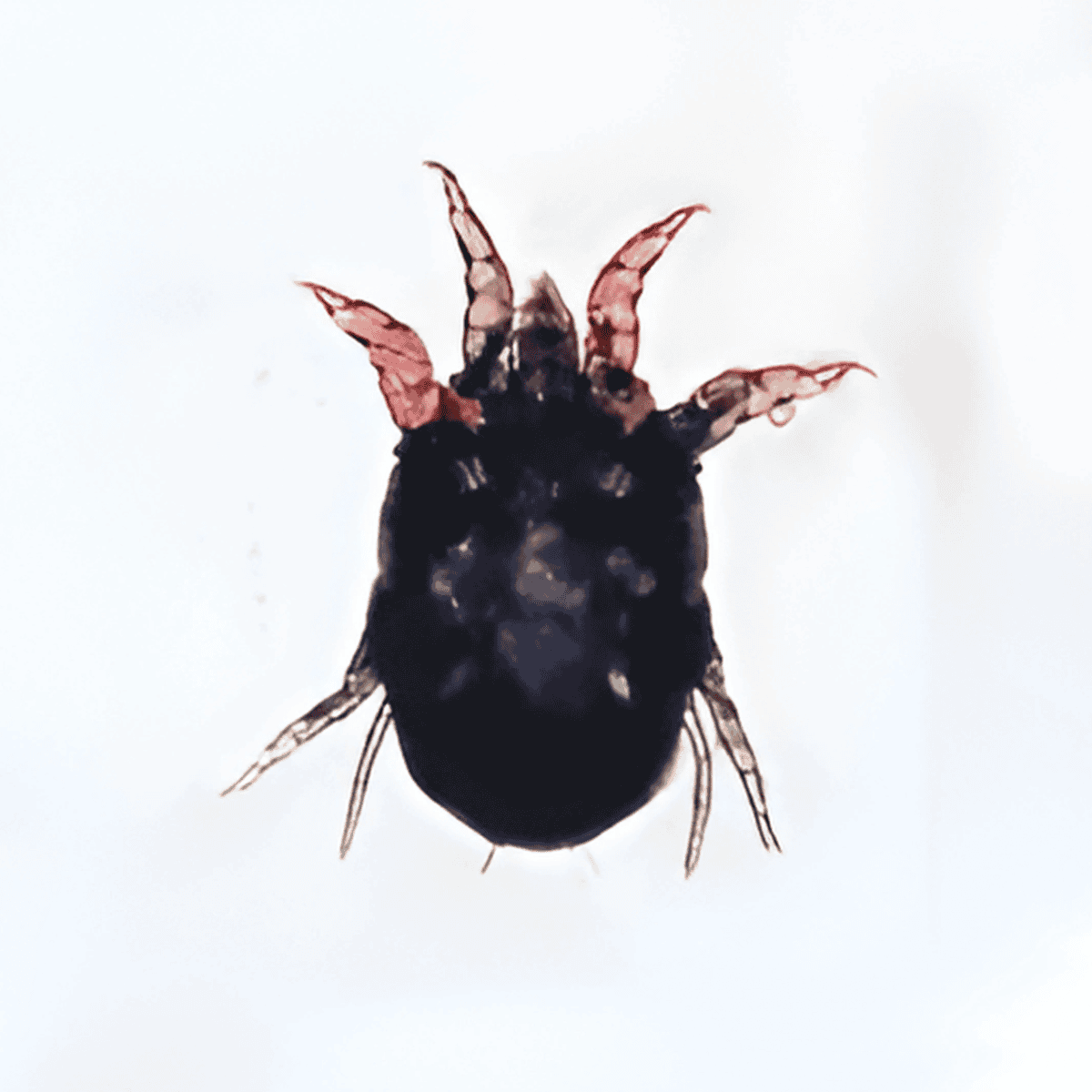 Close-up of a small black insect with distinctive pink-tipped antennae against a white background.