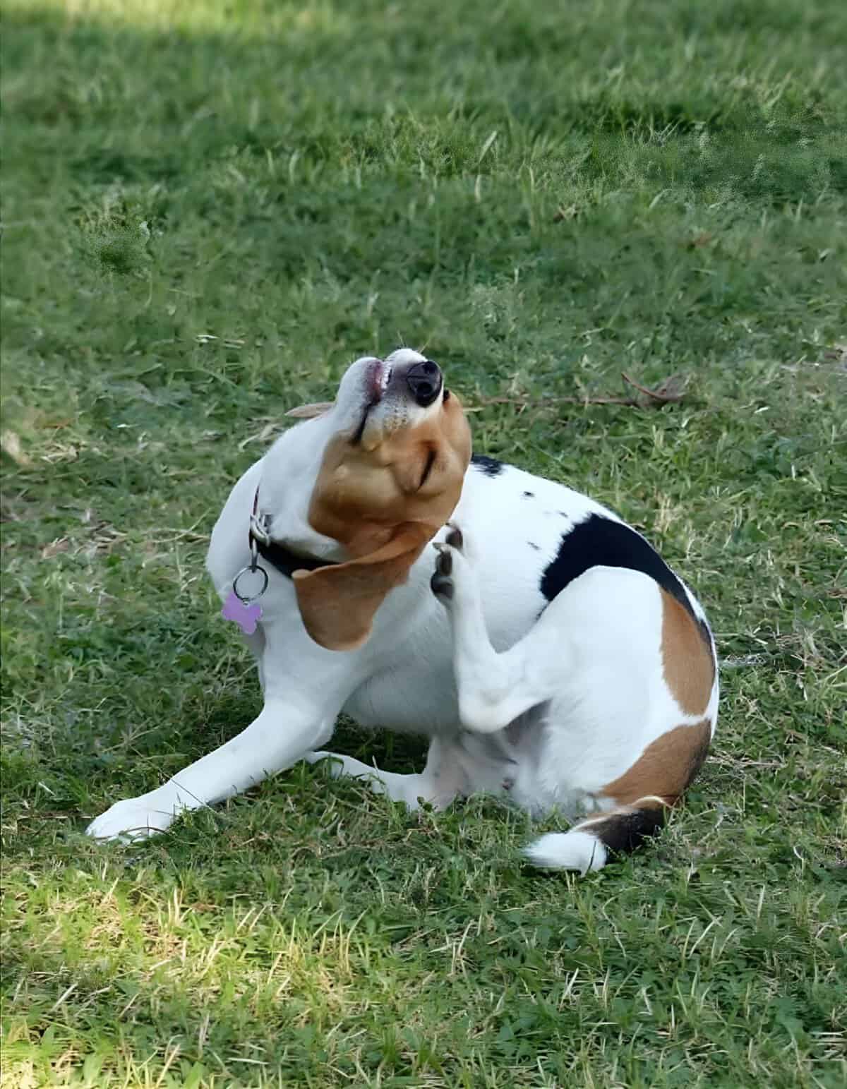 Adorable Beagle scratching neck on green grass, enjoying outdoor play, dog grooming, pet care.