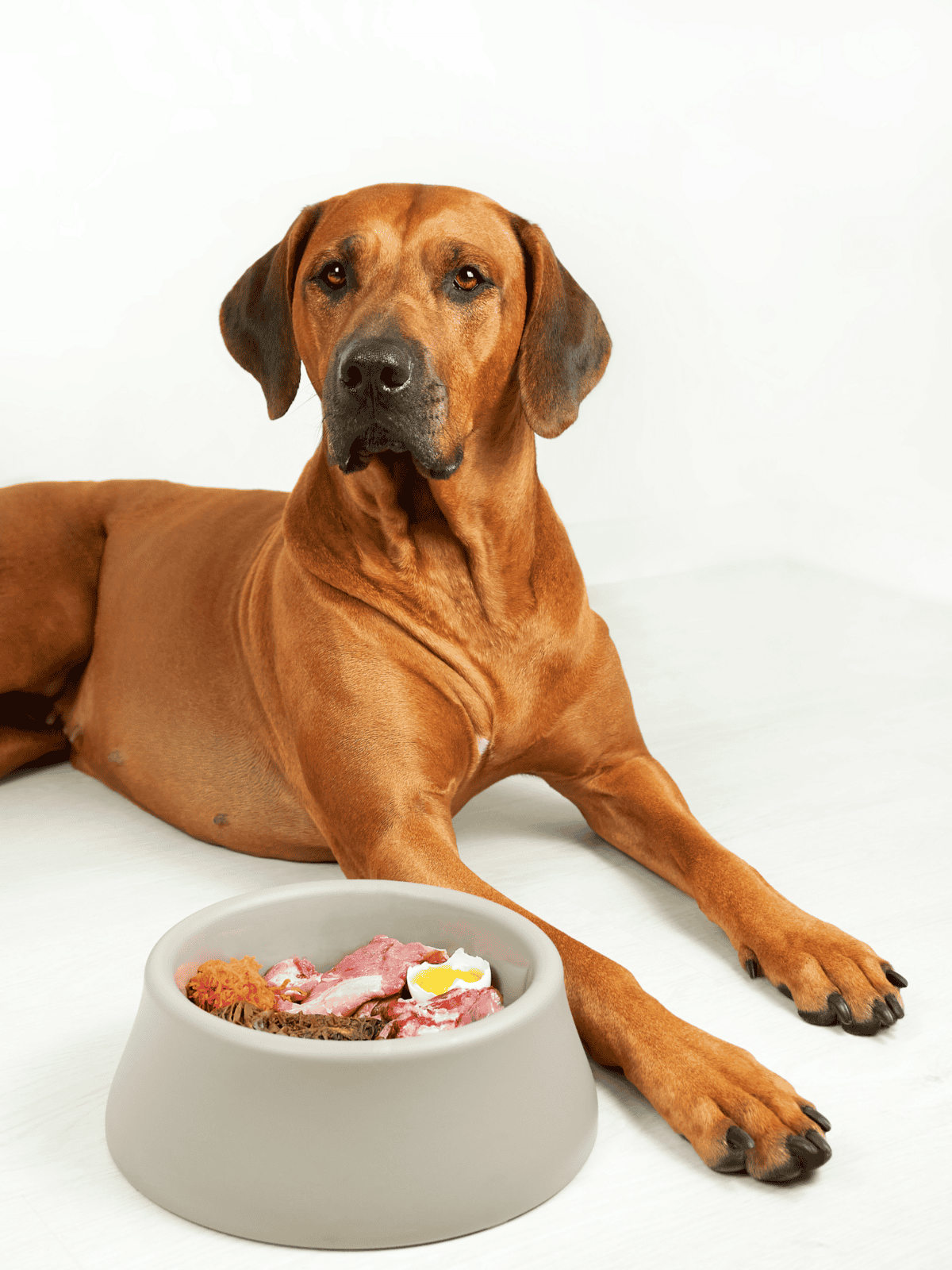 Dog eating from a gray pet food bowl on a white background.