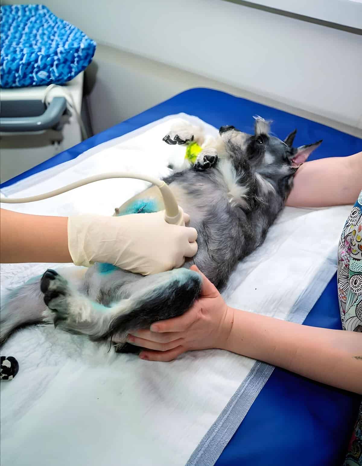 Dog receiving ultrasound diagnostic imaging at veterinary clinic.