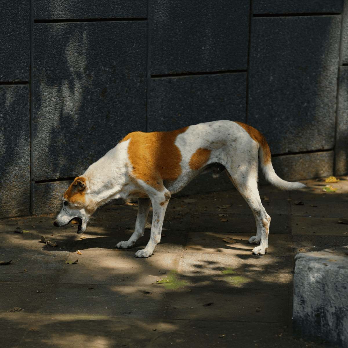 Dog fence system for secure outdoor dog containment and safety.