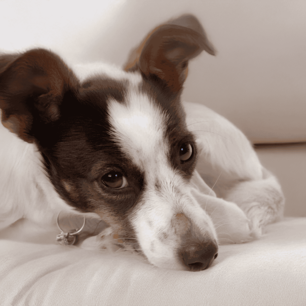 Cute young Border Collie puppy lying down, showcasing a mix of black and white fur, with gentle, expressive eyes.