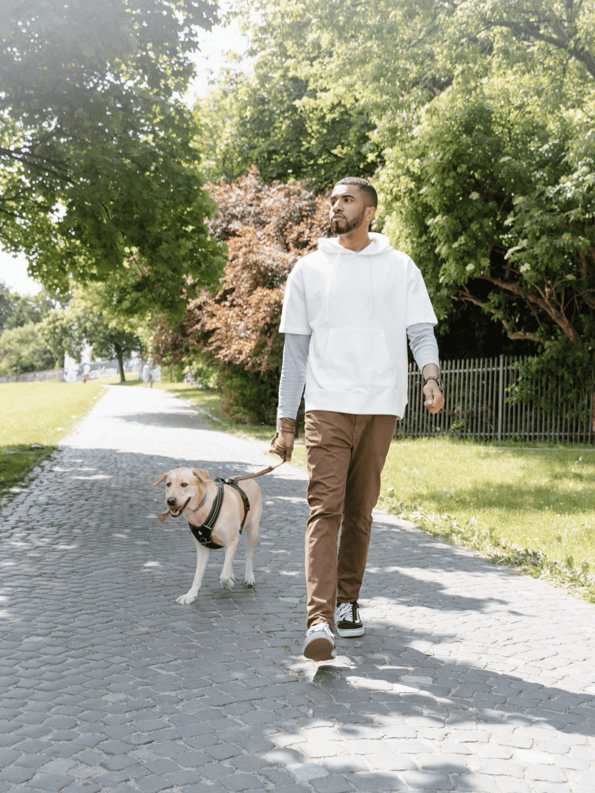 Dog walking, pet care, outdoor dog walk, Labrador Retriever, sunny day, pet services.