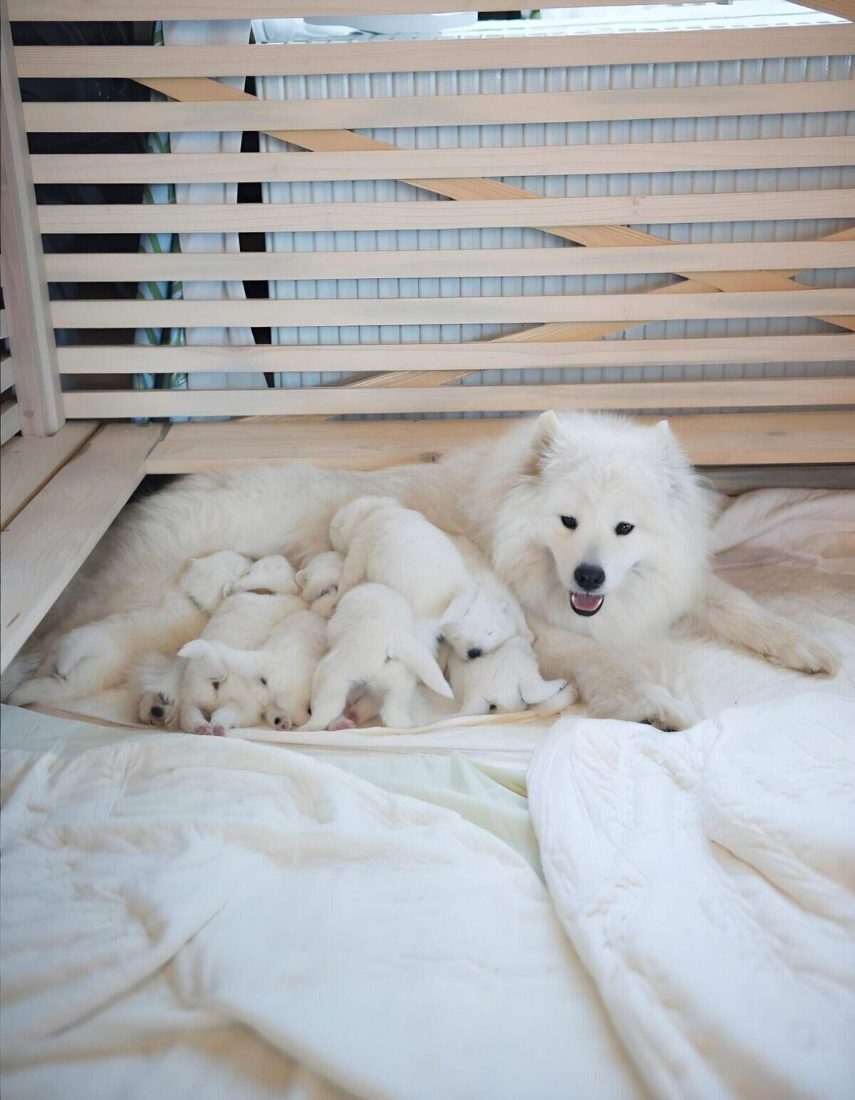 Cute Dalmatian puppies nursing with their mother in a warm, secure environment.
