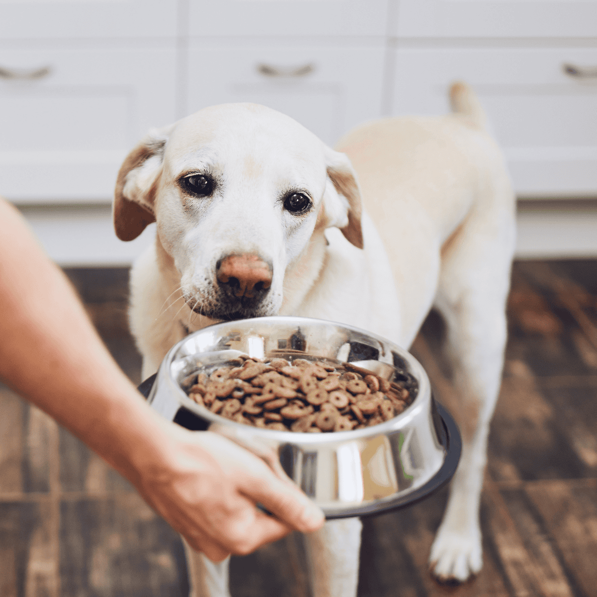Alt text: Adorable dog with a bowl of dry dog food, ready to eat indoors.