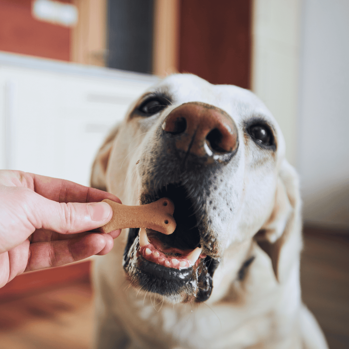 Close-up of a happy dog being fed a dental treat to promote pet oral health.