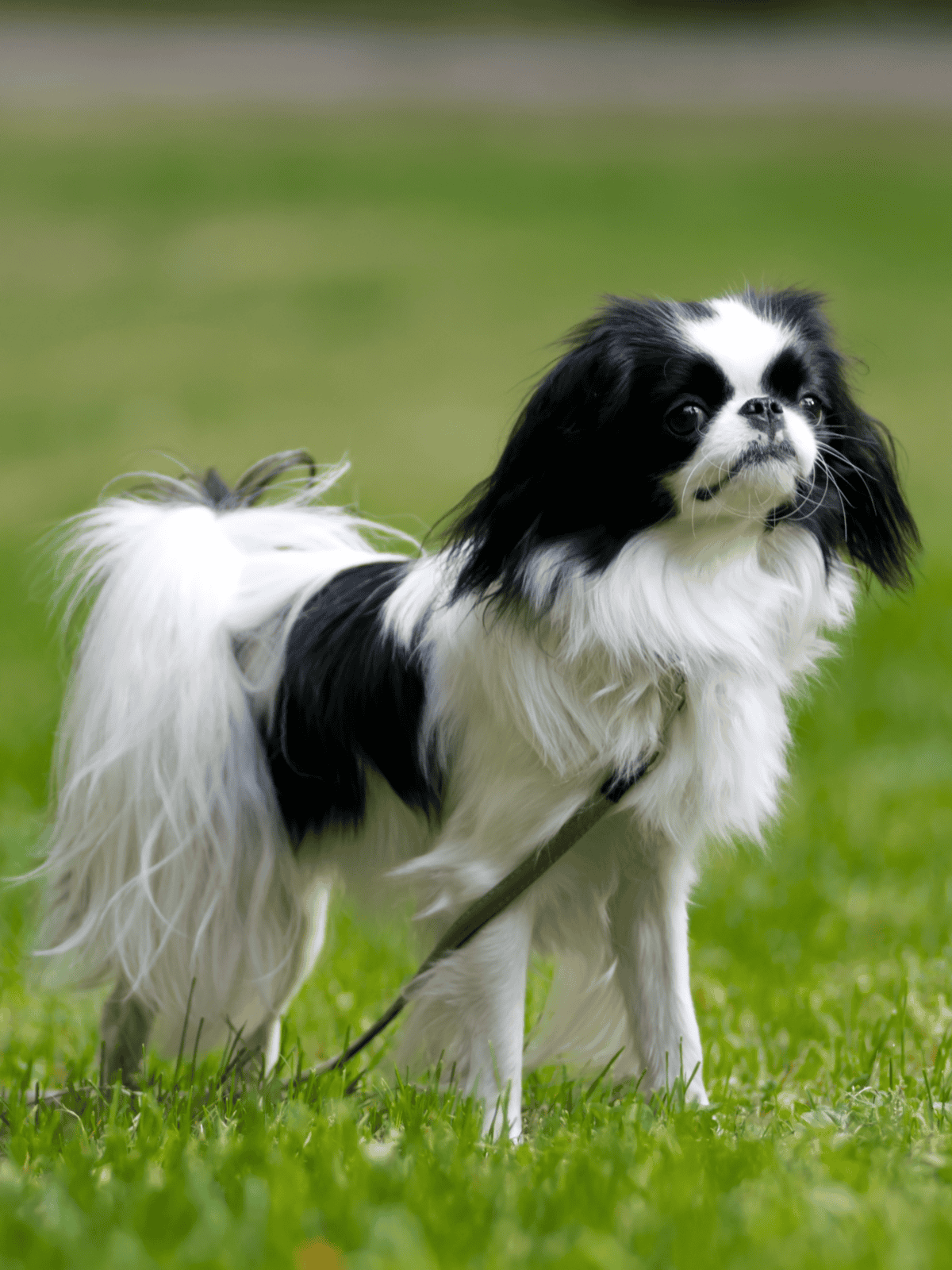Adorable Japanese Chin standing on lush green grass outdoors.