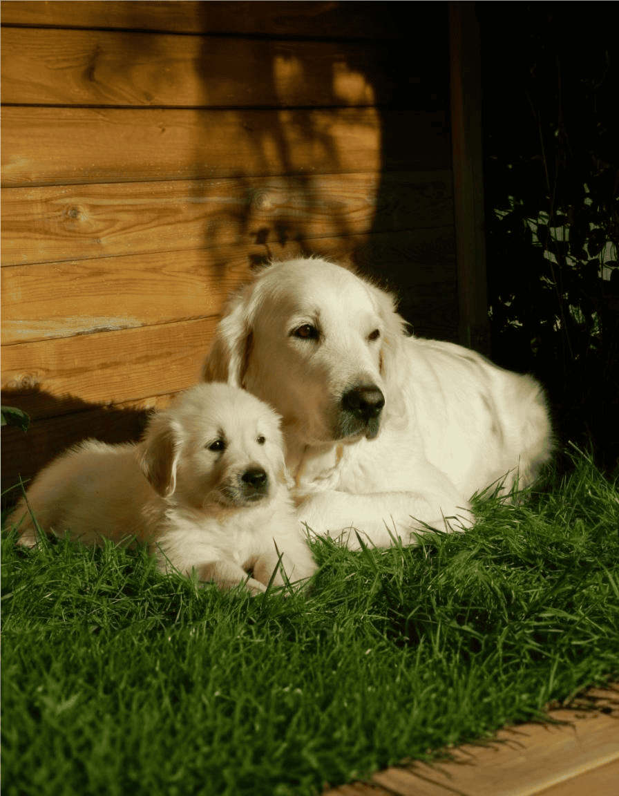 Adorable adult and puppy Golden Retrievers resting on lush grass near a wooden fence. Perfect for dog lovers and pet care enthusiasts.