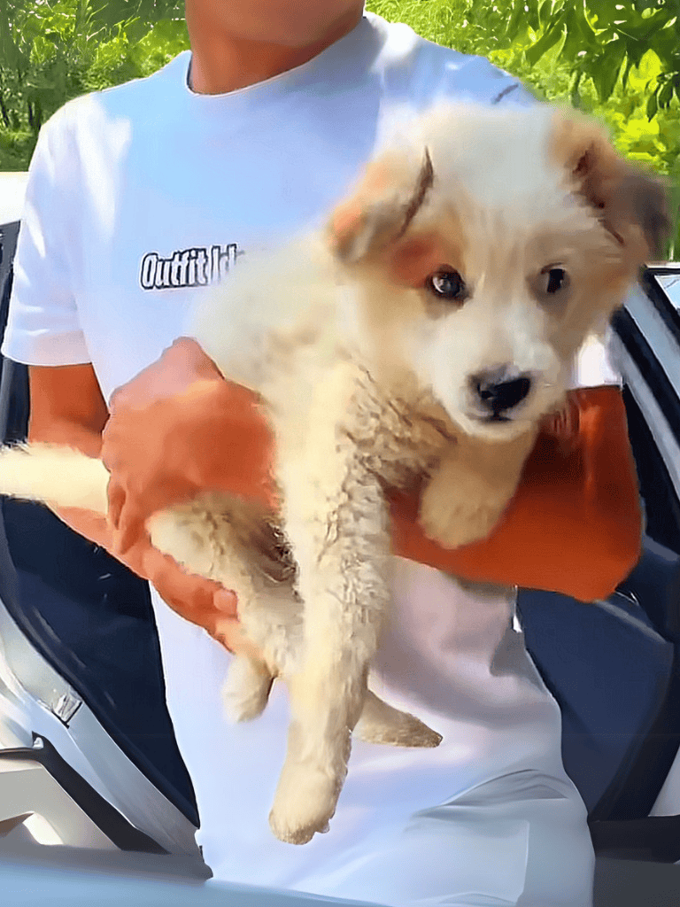 Puppy rescue by dog rescue services, fostering, adoption, dog shelter, pet care.