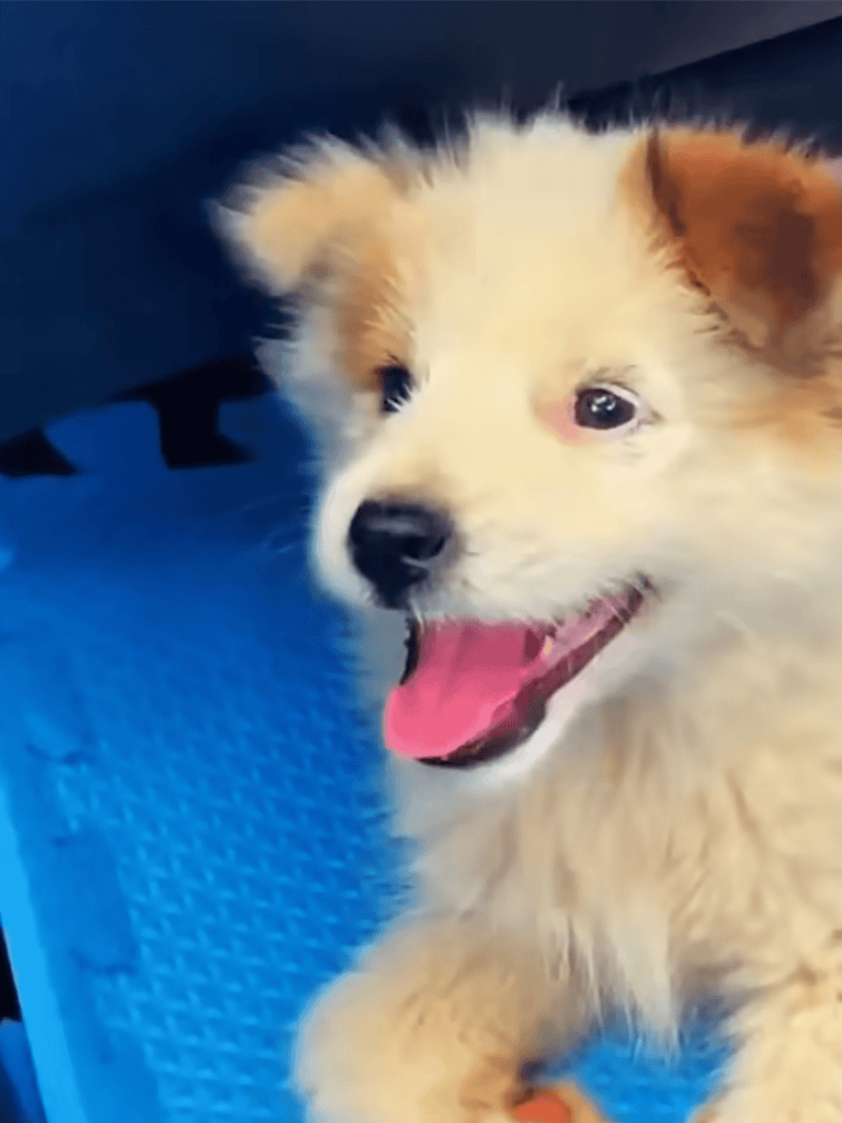 Adorable fluffy puppy smiling, happy and playful dog for pet adoption.