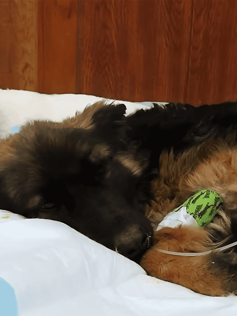 Adorable black and brown dog cuddling with a brown dog on a hospital bed, showing comfort and companionship for pets in need.