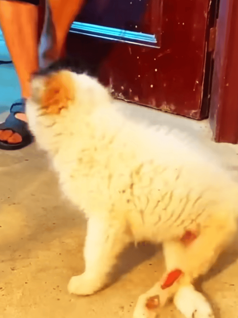 Adorable puppy sitting indoors near a door with cute, fluffy fur, perfect for pet lovers.