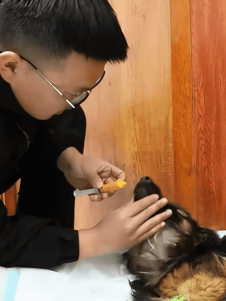 Dog being vaccinated by veterinarian for health and wellness.