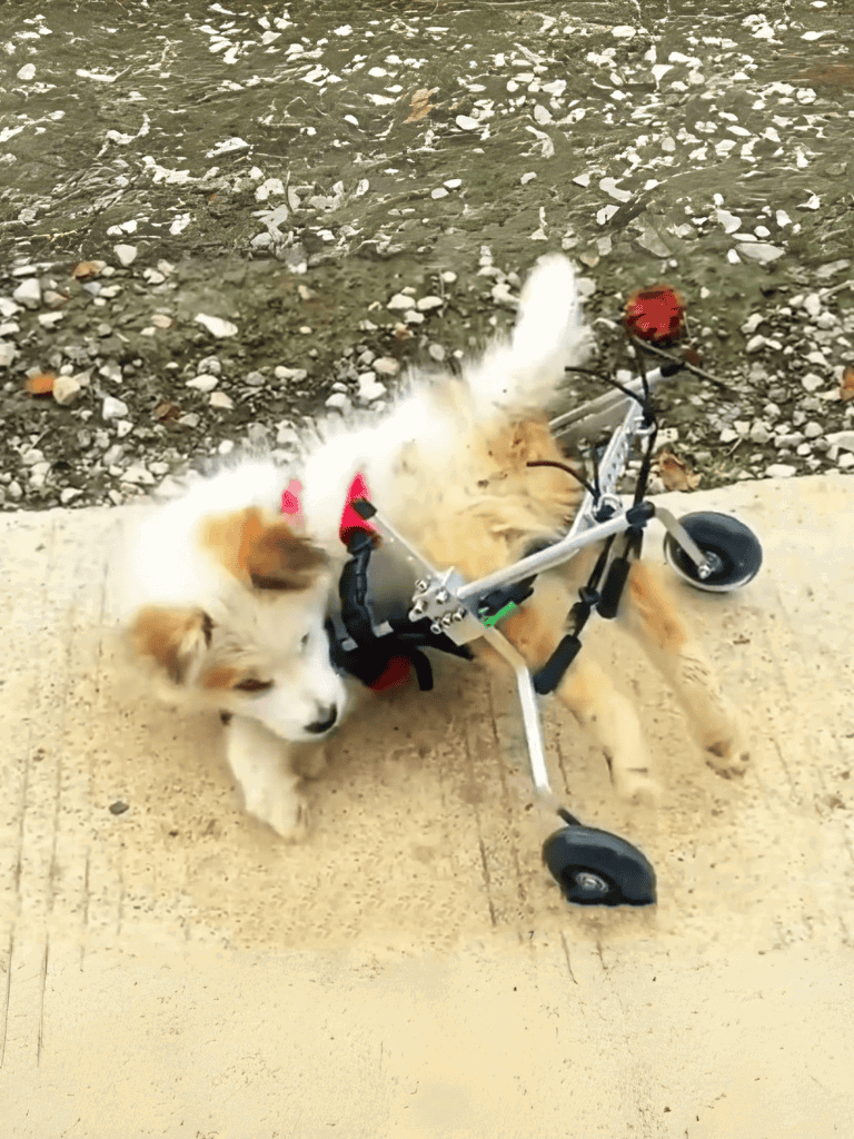 Adaptive dog wheelchair for mobility support.