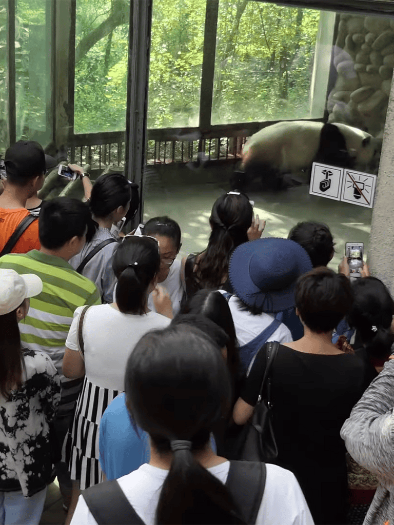 Zoo pig exhibit with visitors capturing photos, surrounded by lush greenery, educational signage, and animal entertainment.