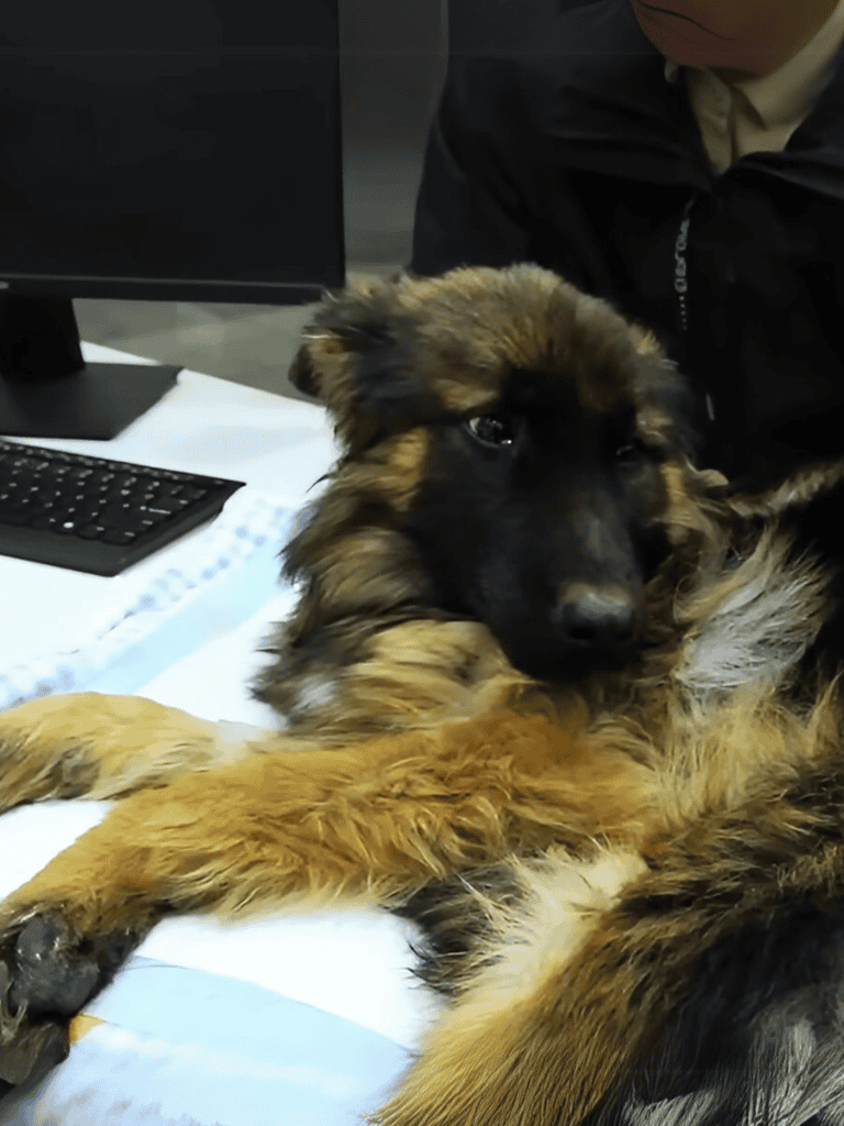 Adorable German Shepherd puppy getting health check at vet clinic.