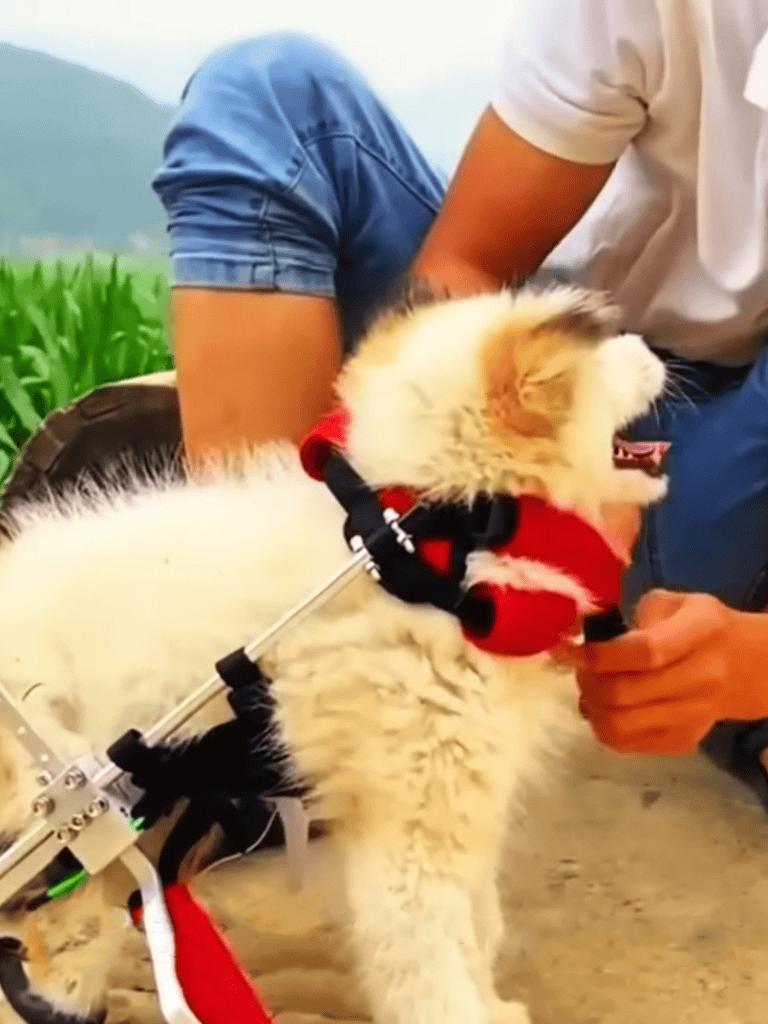 Dog assistive robot for disabled dogs and pet therapy.