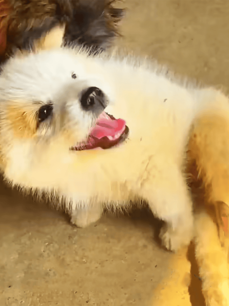 Cute adorable puppy lying on floor, smiling with tongue out.