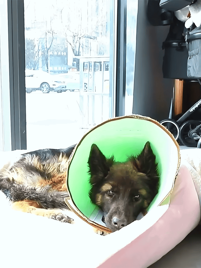 Comfortable dog recovery bed with vet cone, safe and cozy for post-surgery healing.