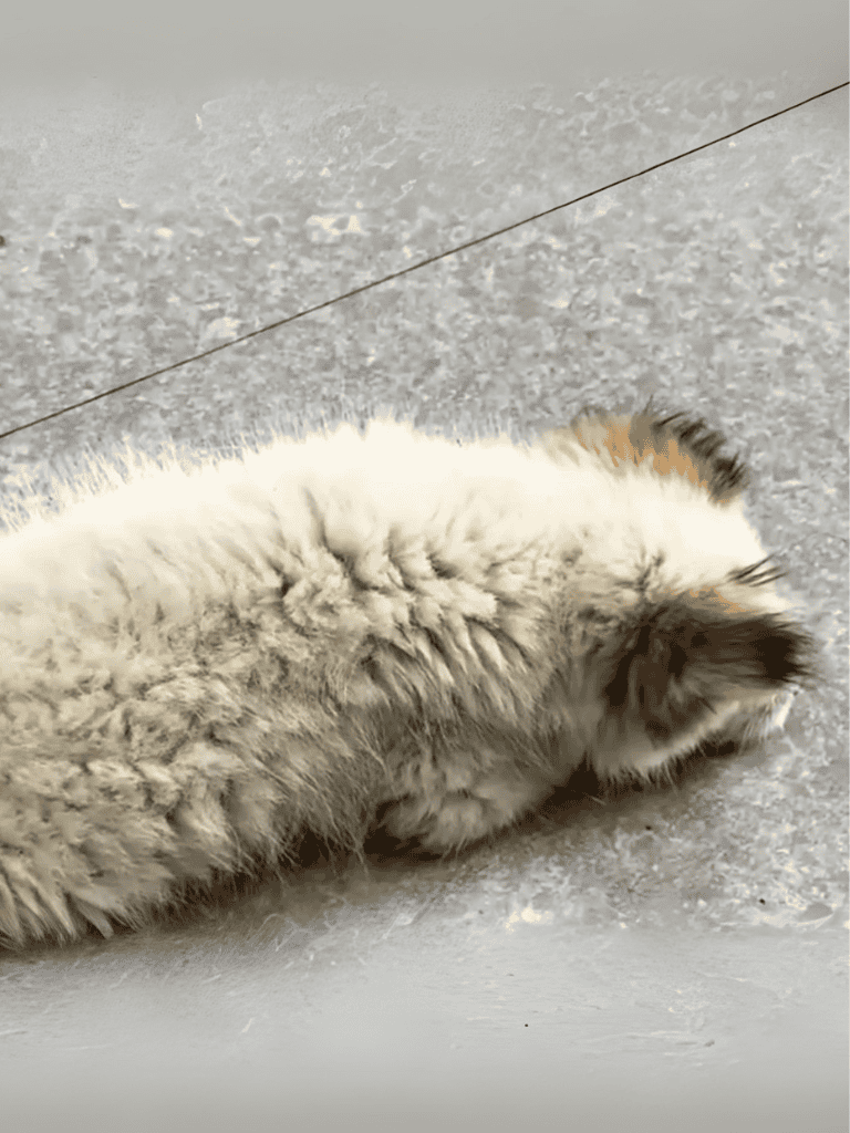 Adorable fluffy cat lying on a textured surface.