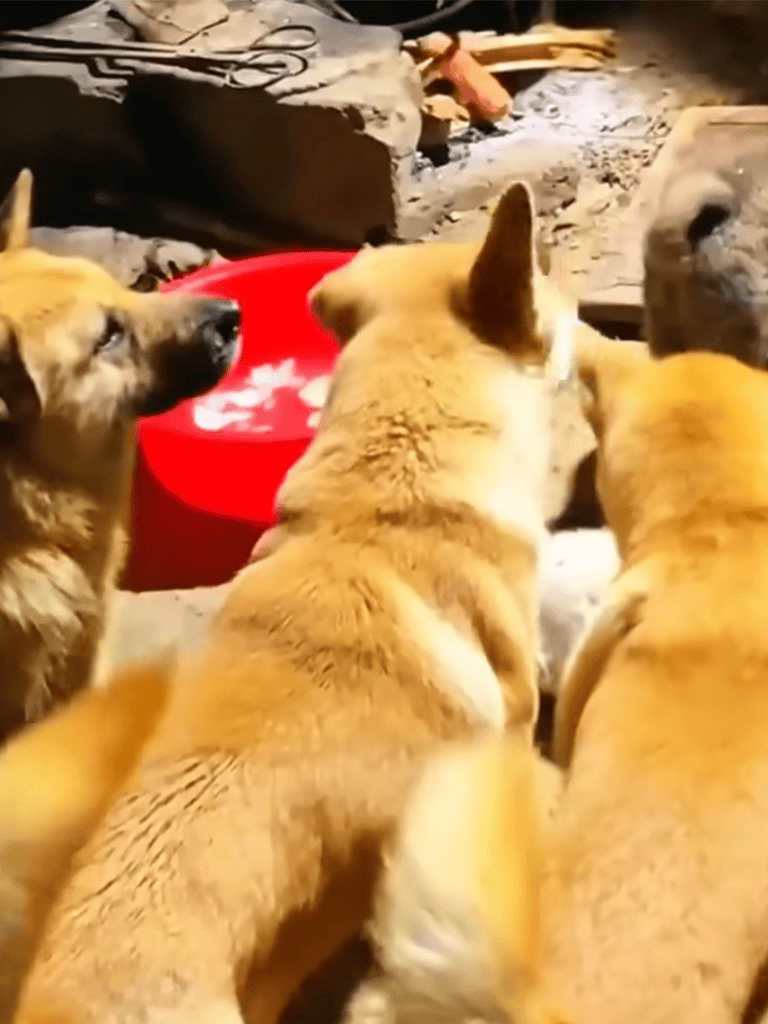 Adorable puppies eating from a red bowl in a cozy, rustic environment.