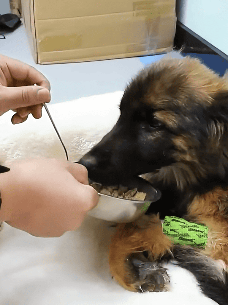 Puppy receiving professional veterinary care and food at a pet clinic.