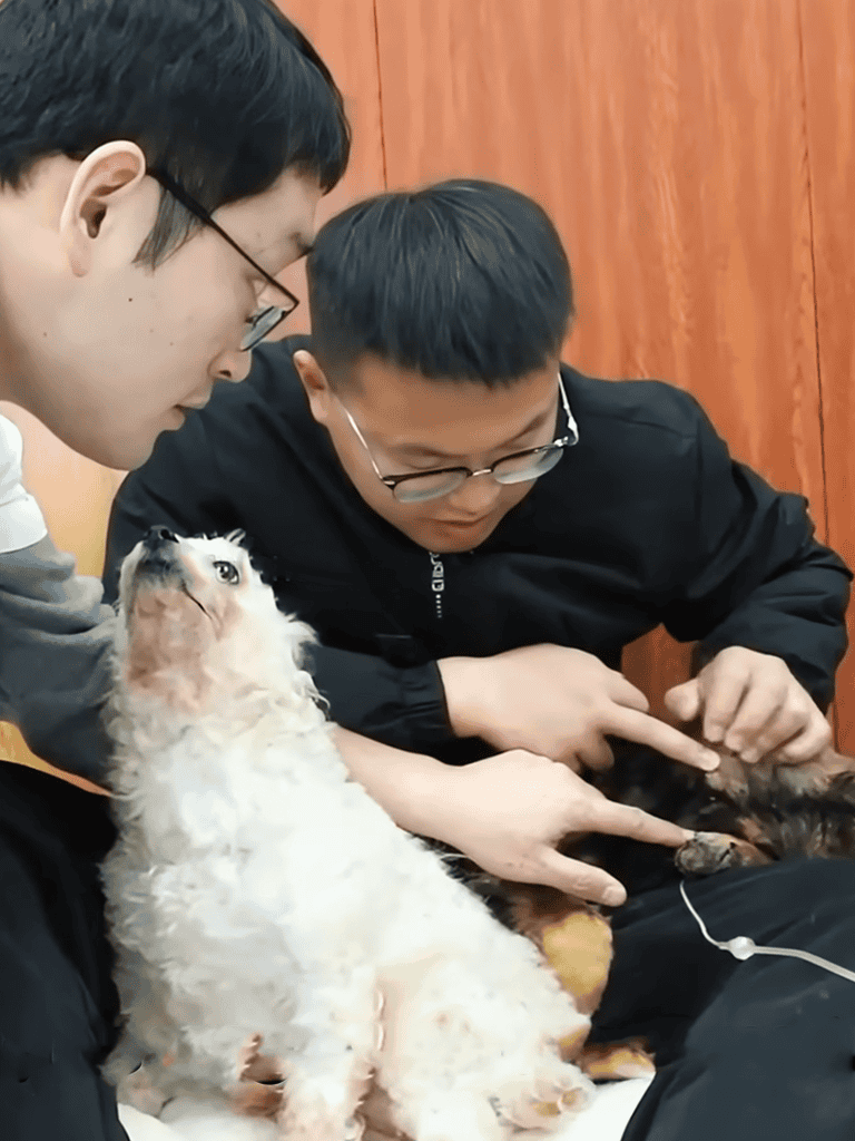 Adorable puppy learning commands during training session with professional dog trainers.